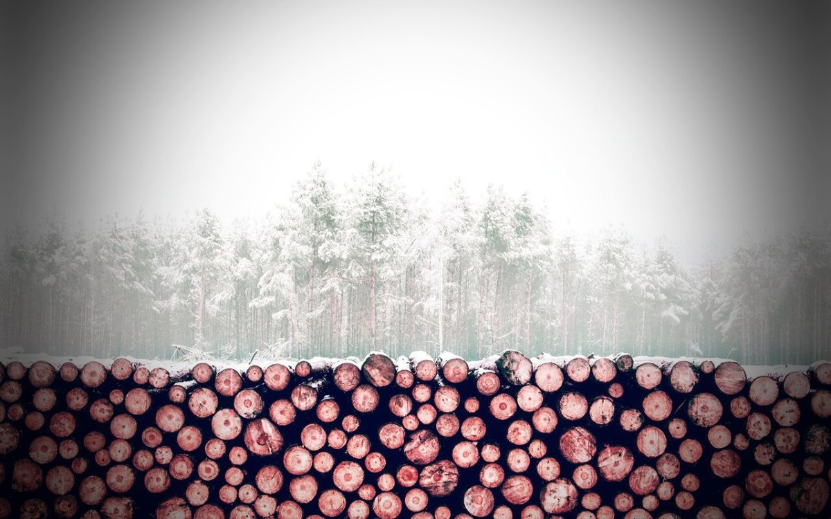 Бревно в лесу