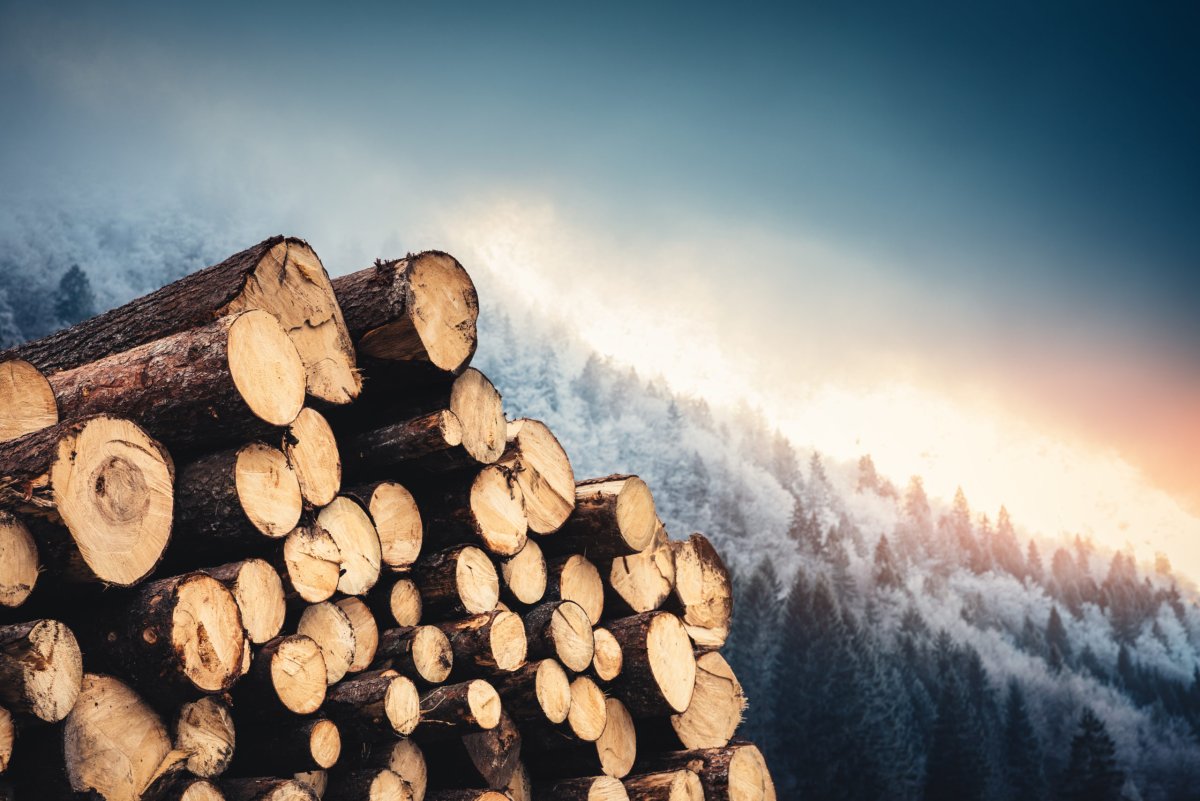 Timber Bigstock