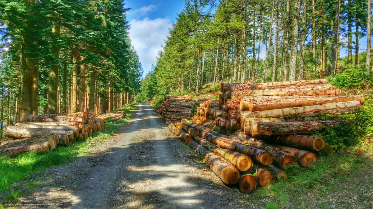 Лесная отрасль