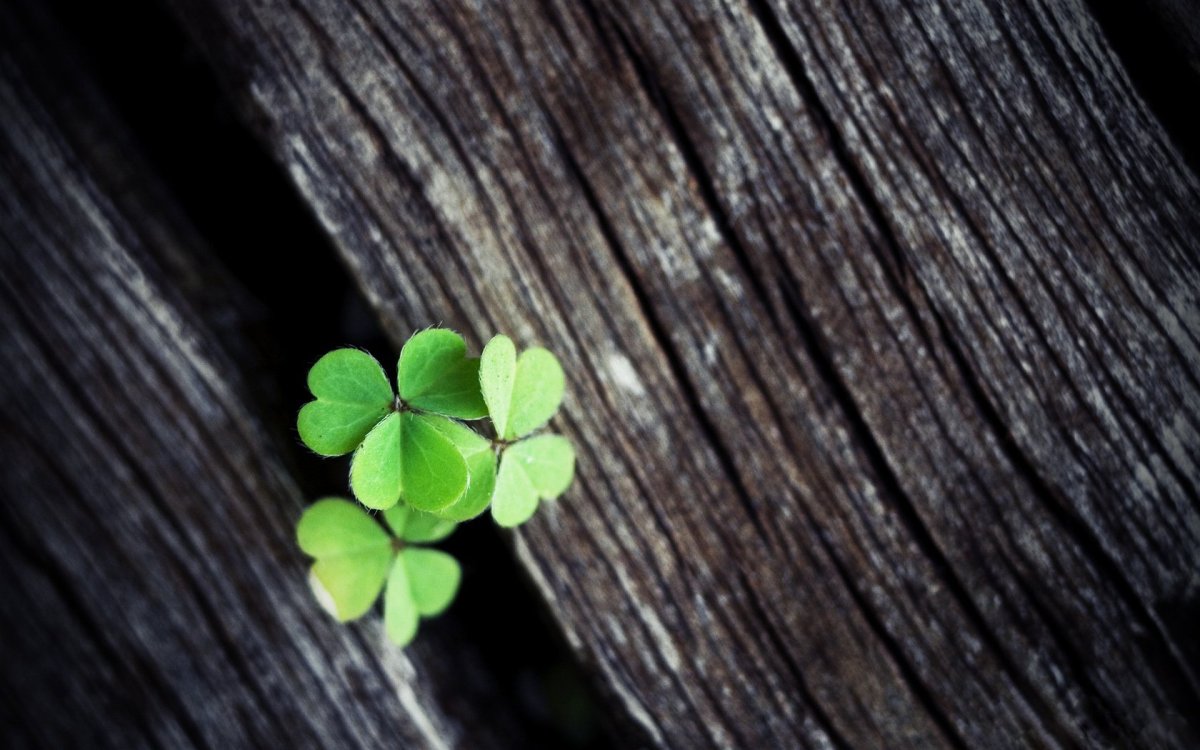 Заставка на айфон Клевер