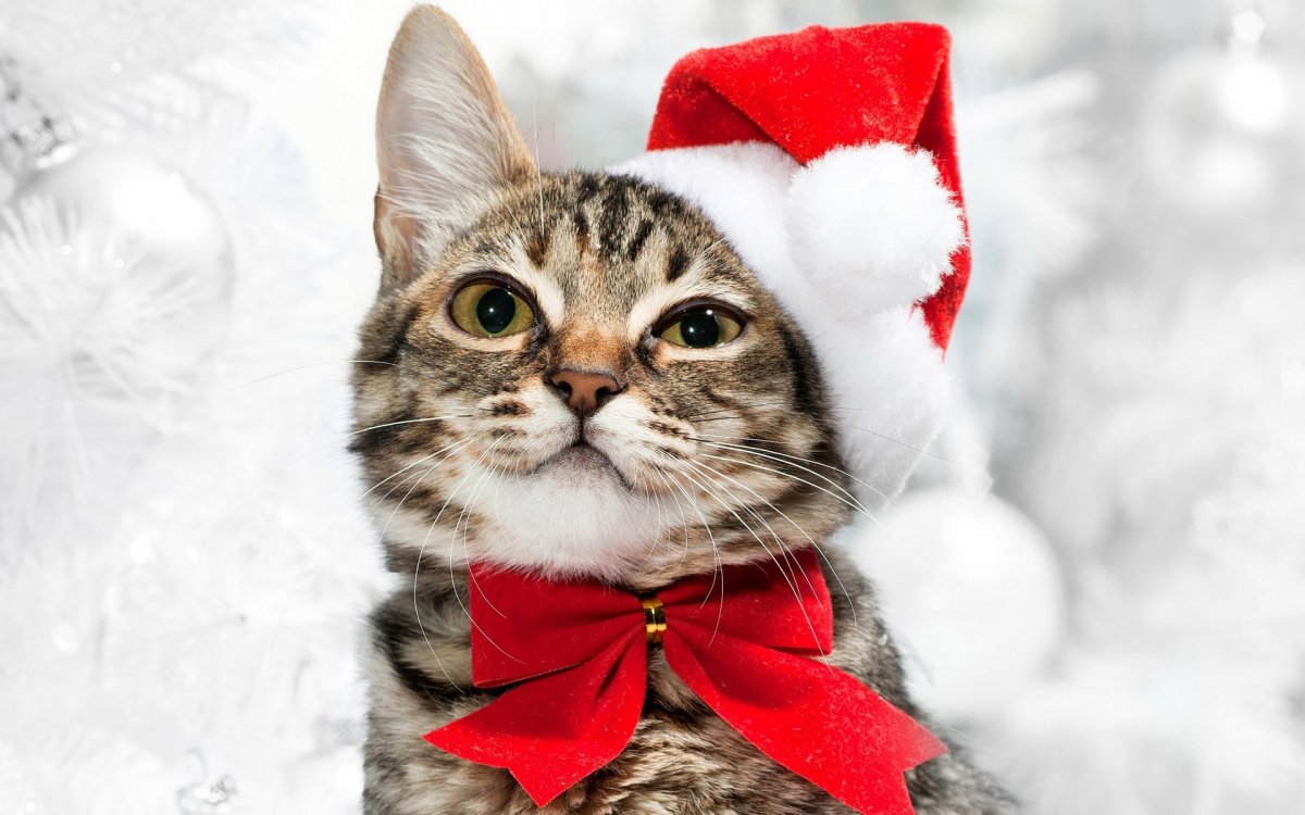 Кот новый год