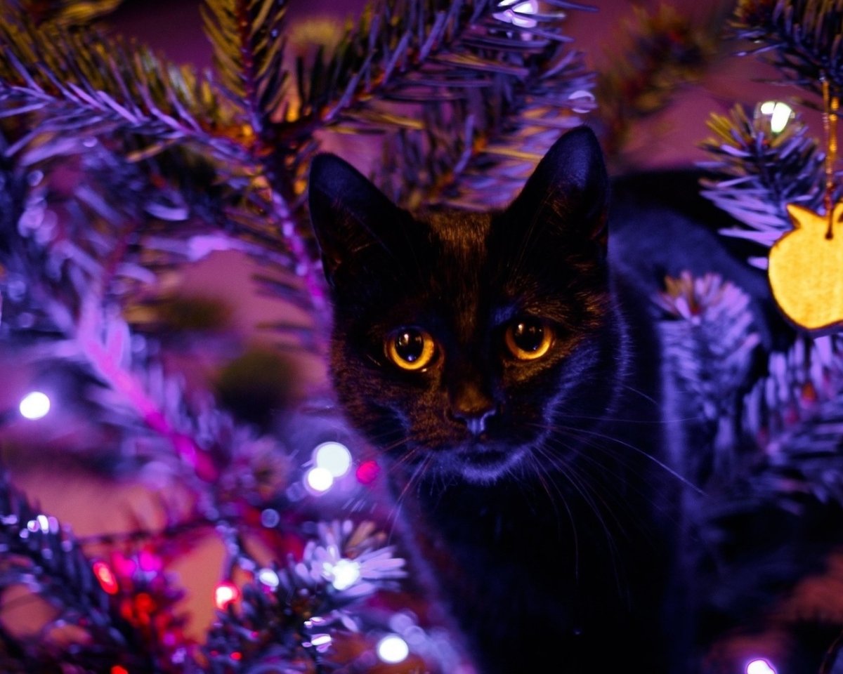 Кот в новогоднем колпаке