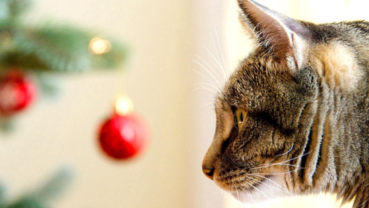 Cat with Christmas hat