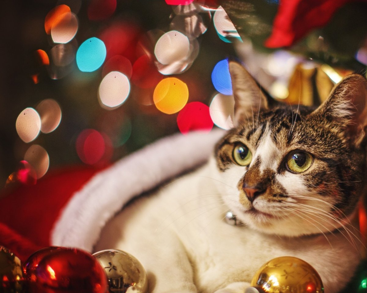 Новогодние обои на ноутбук с котиками