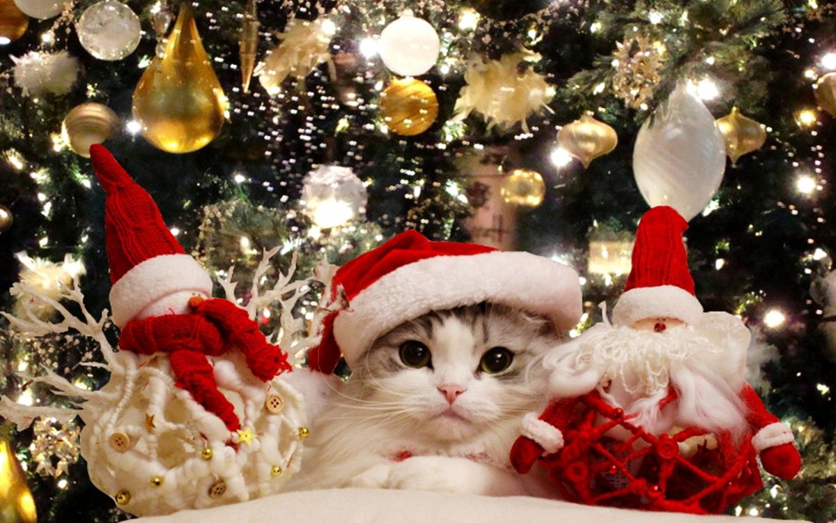 Новогодний котик