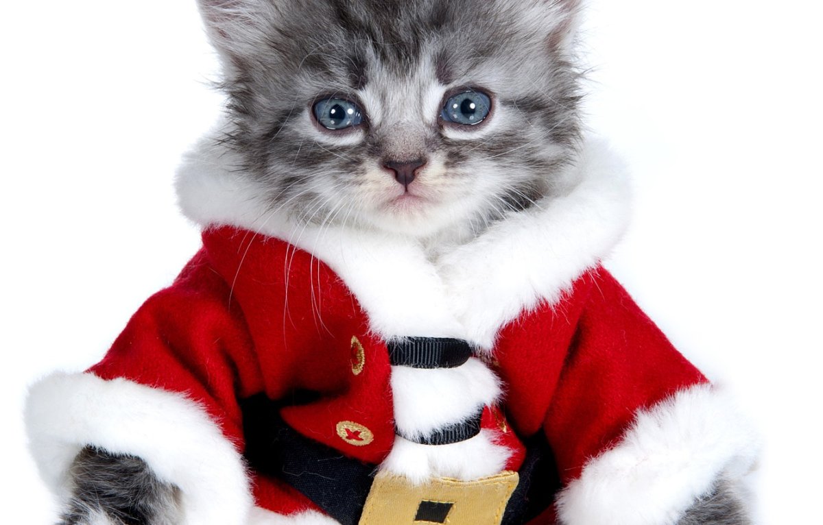Кот новый год