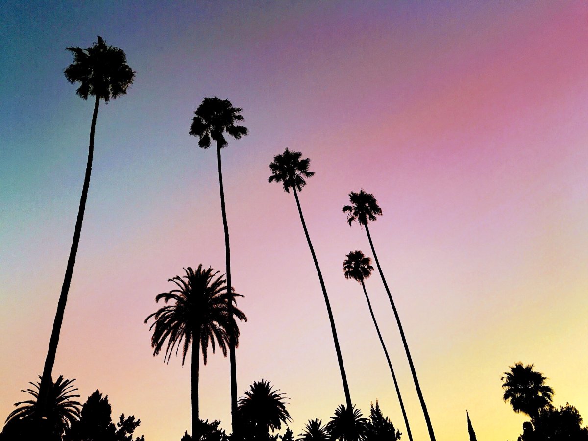 Пальмы Лос Анджелеса днем