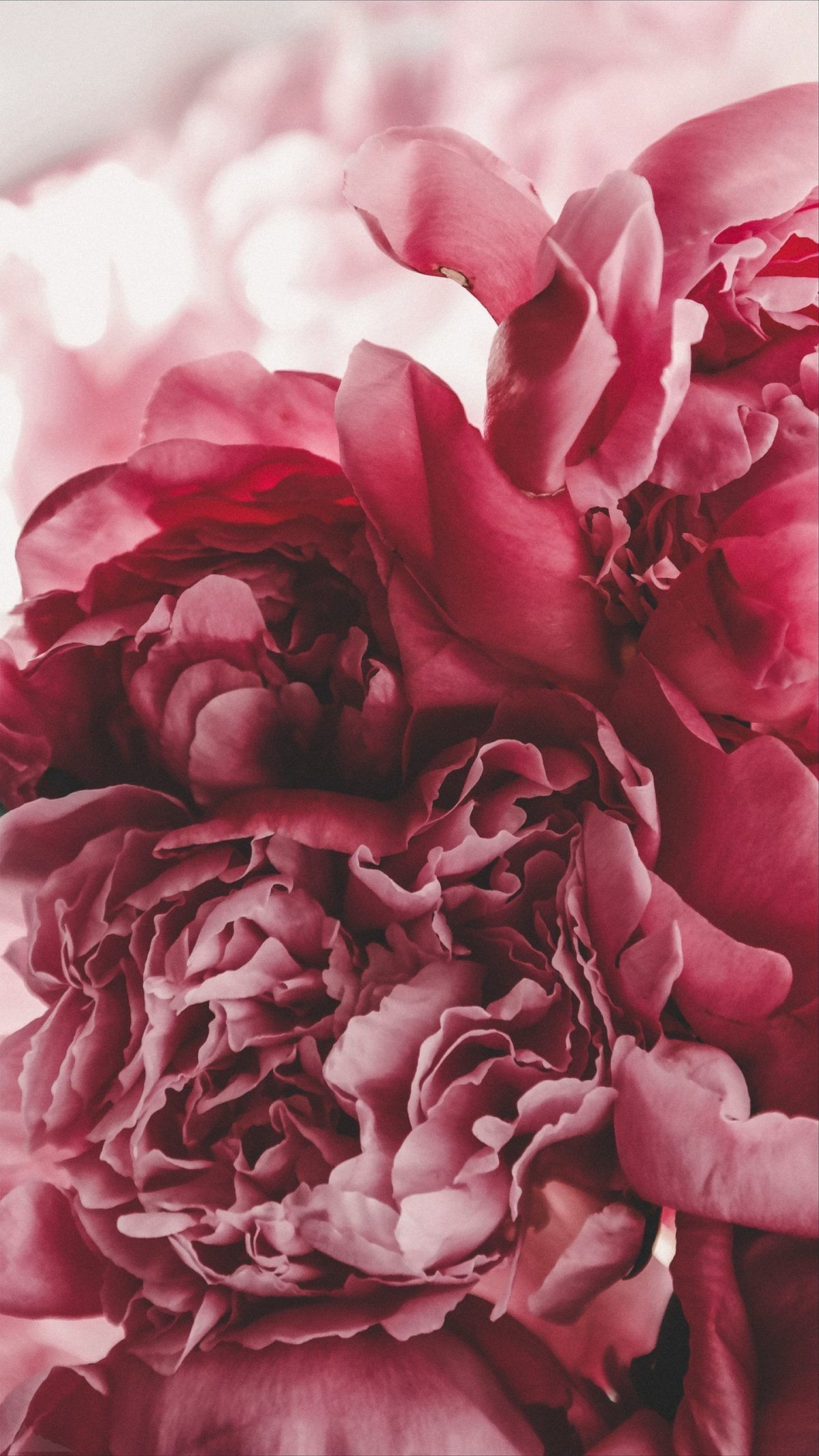 Нежные пионы на белом фоне