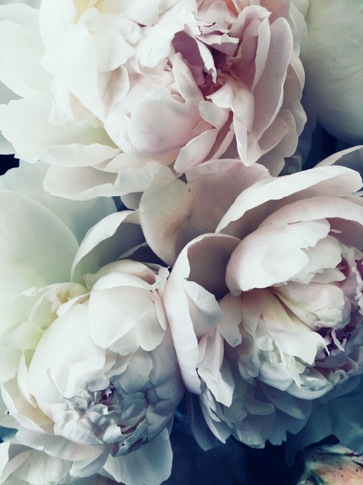 Пионовидная роза Peony Pink