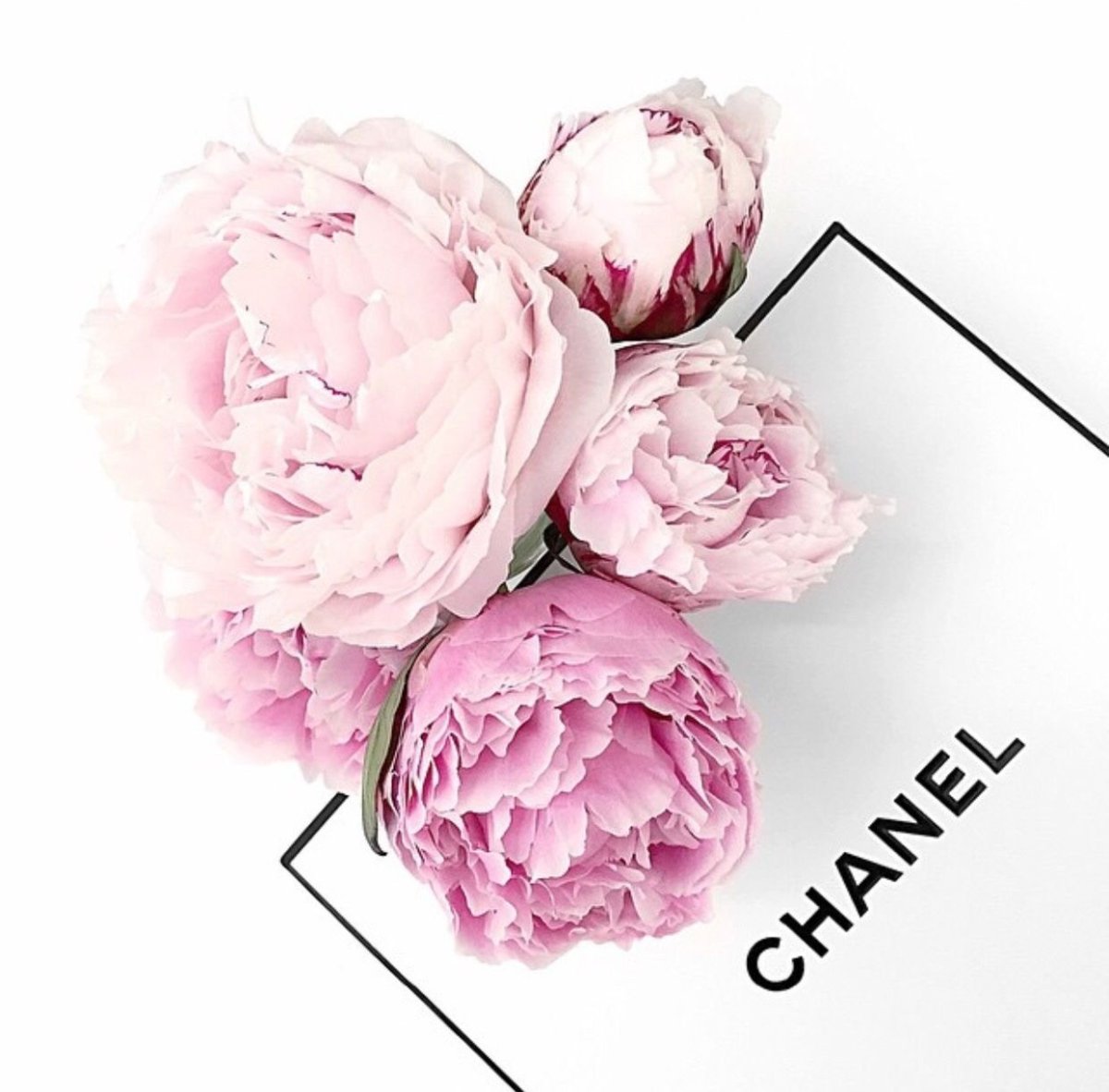 Пыльные пионы