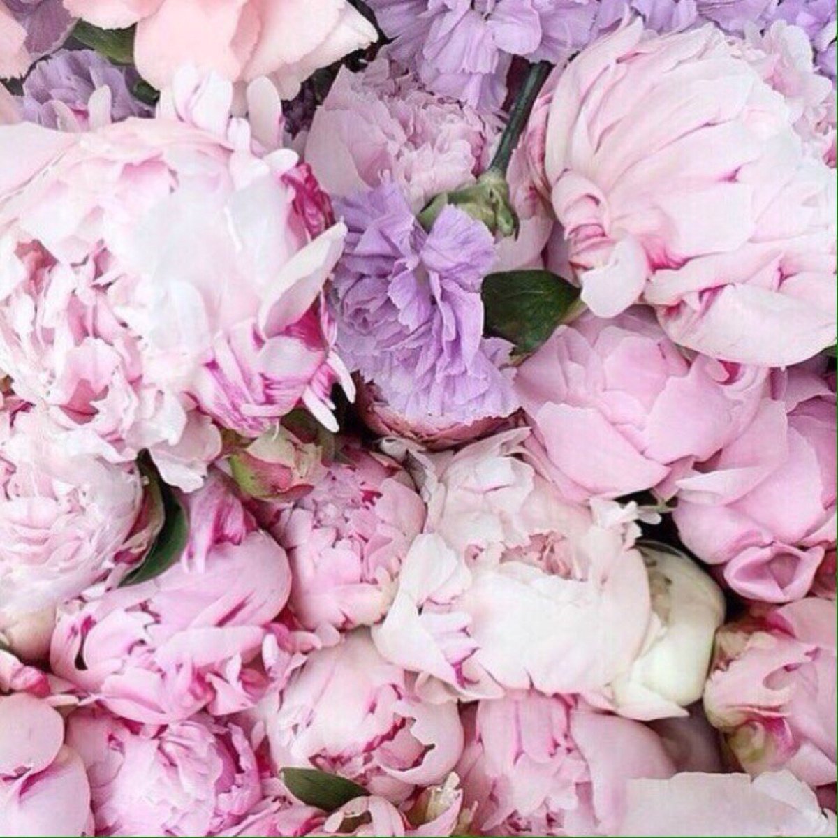 Пионы на темном фоне