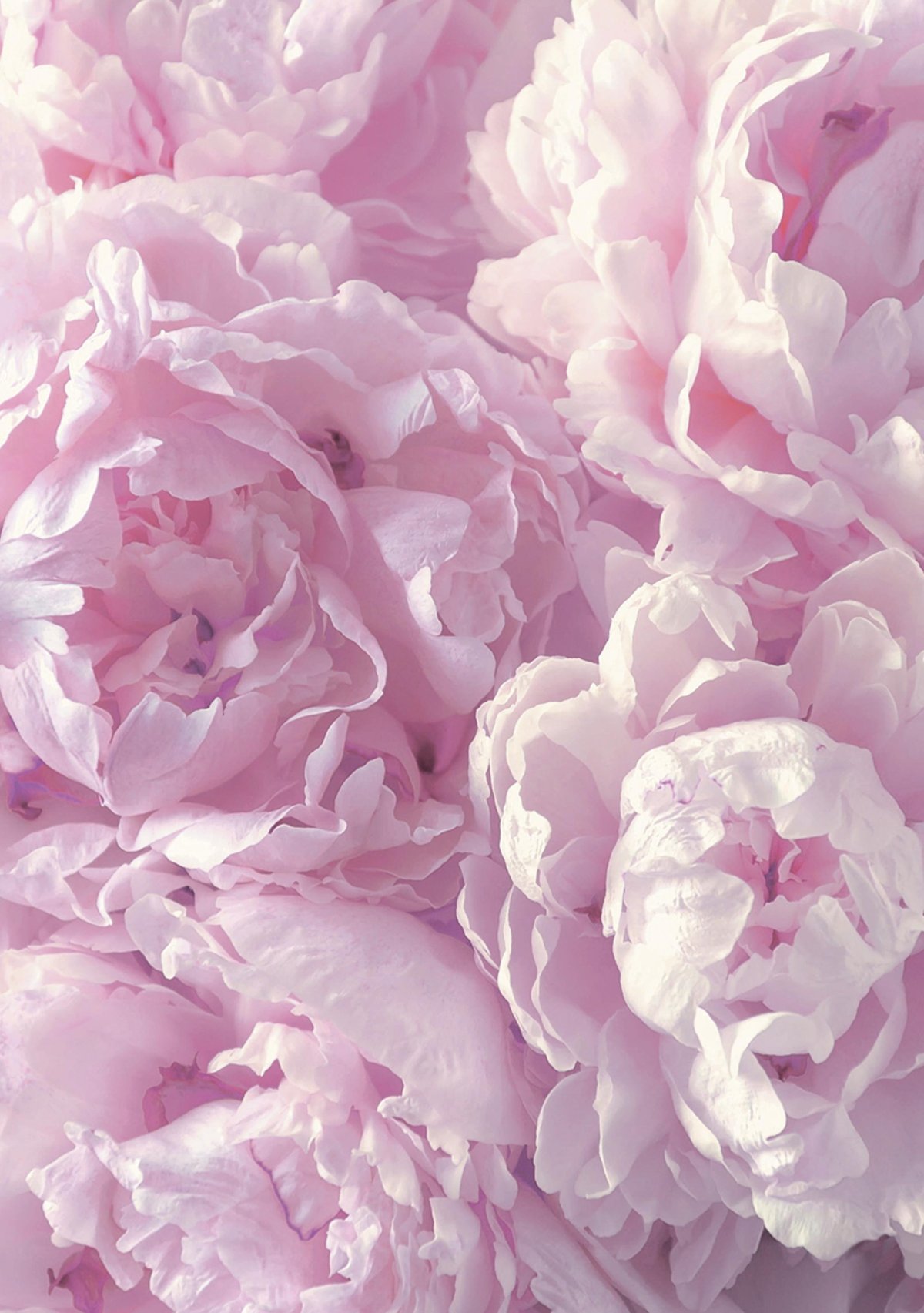 Флетлей пионы