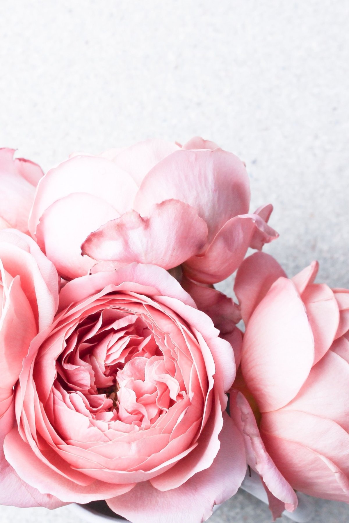 Пион нежно-розовый