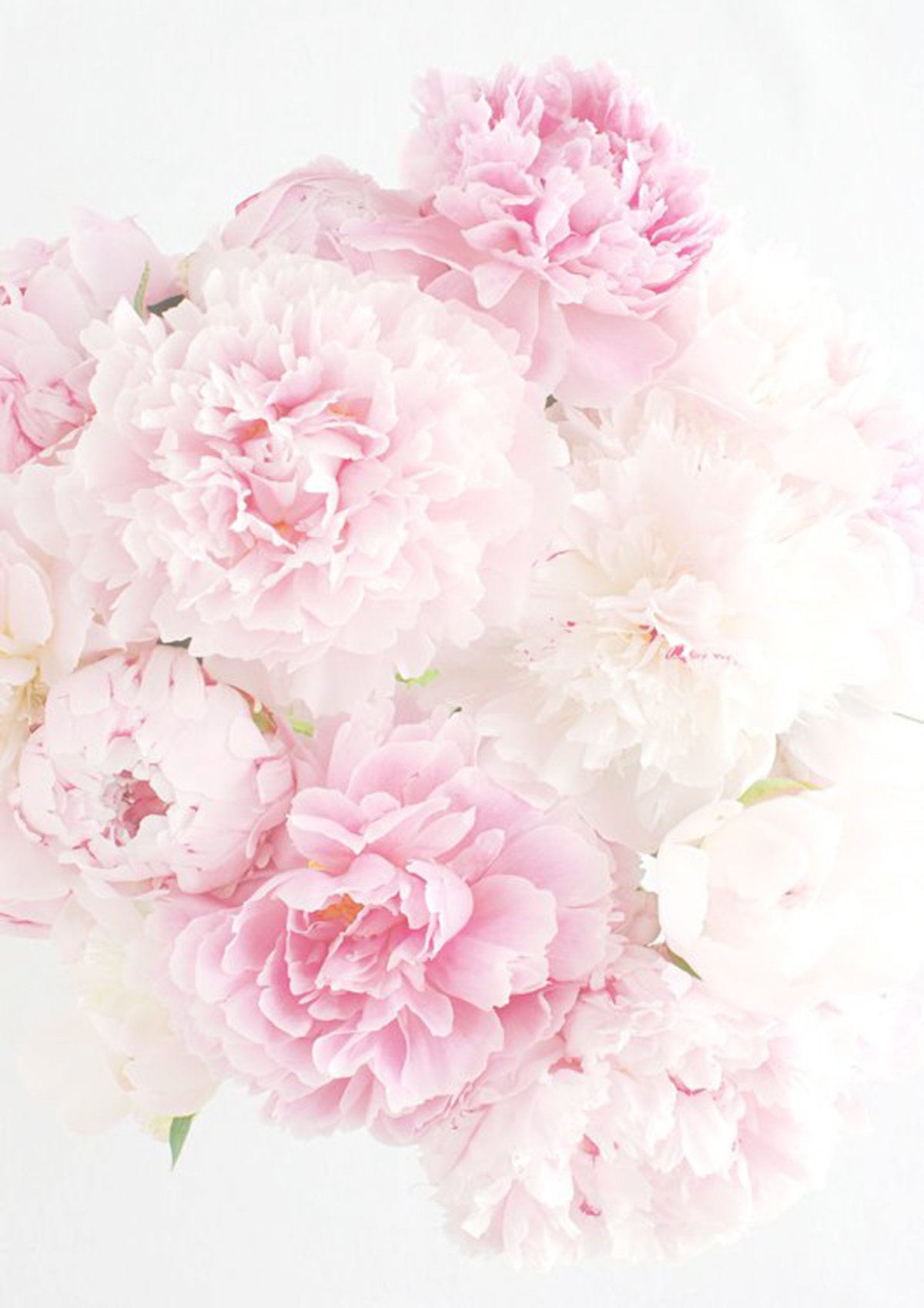 Пион Смоута