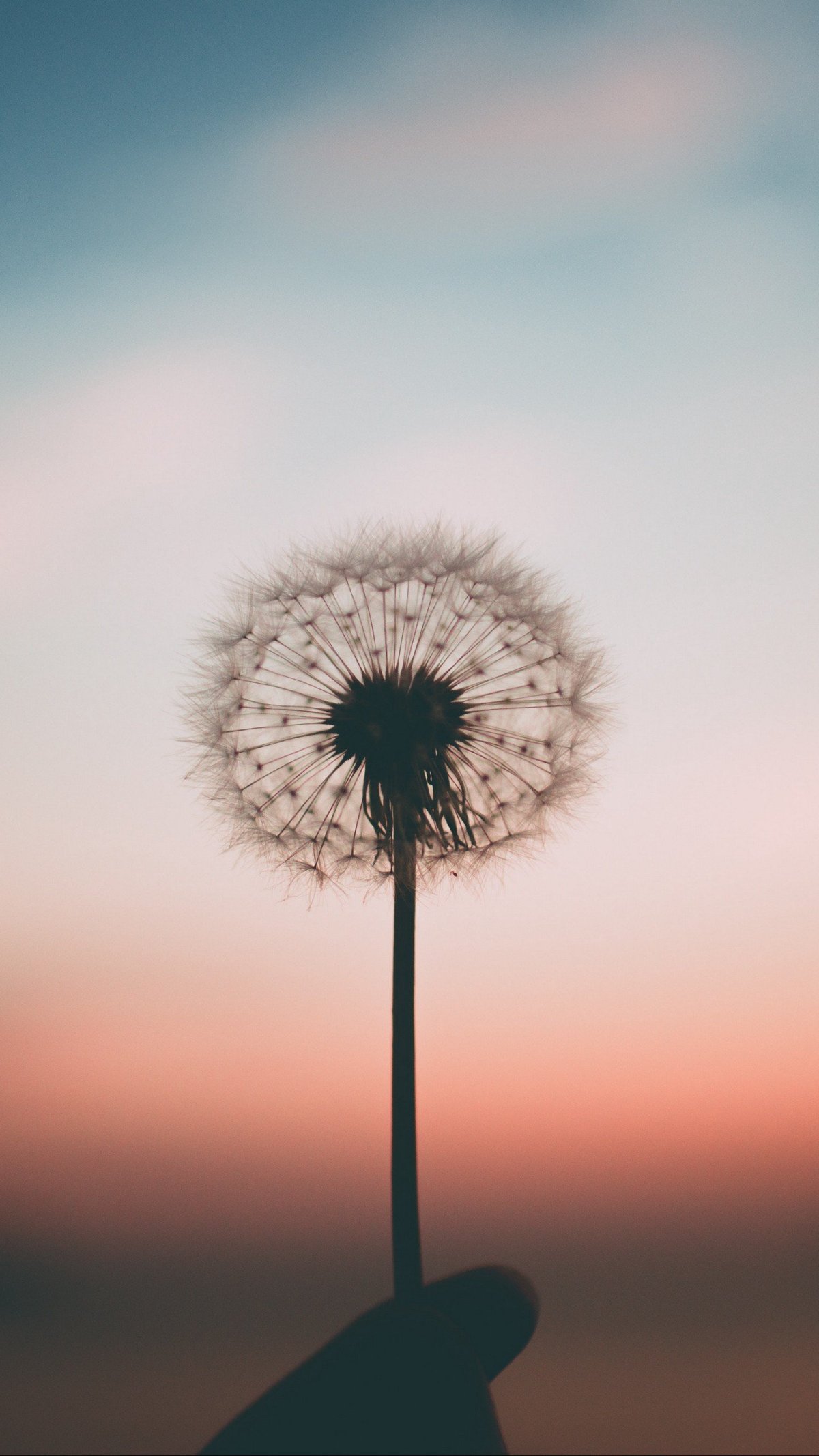 Необычные кустарники обои на телефон вертикальные