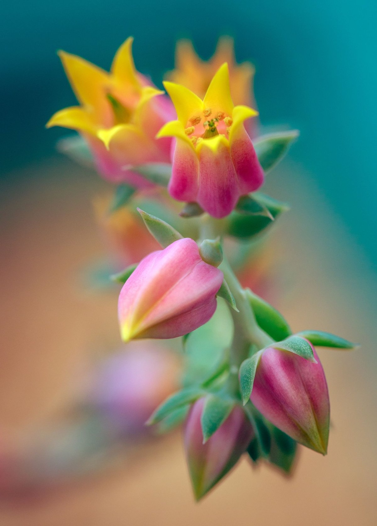 Цветочный фон вертикальный