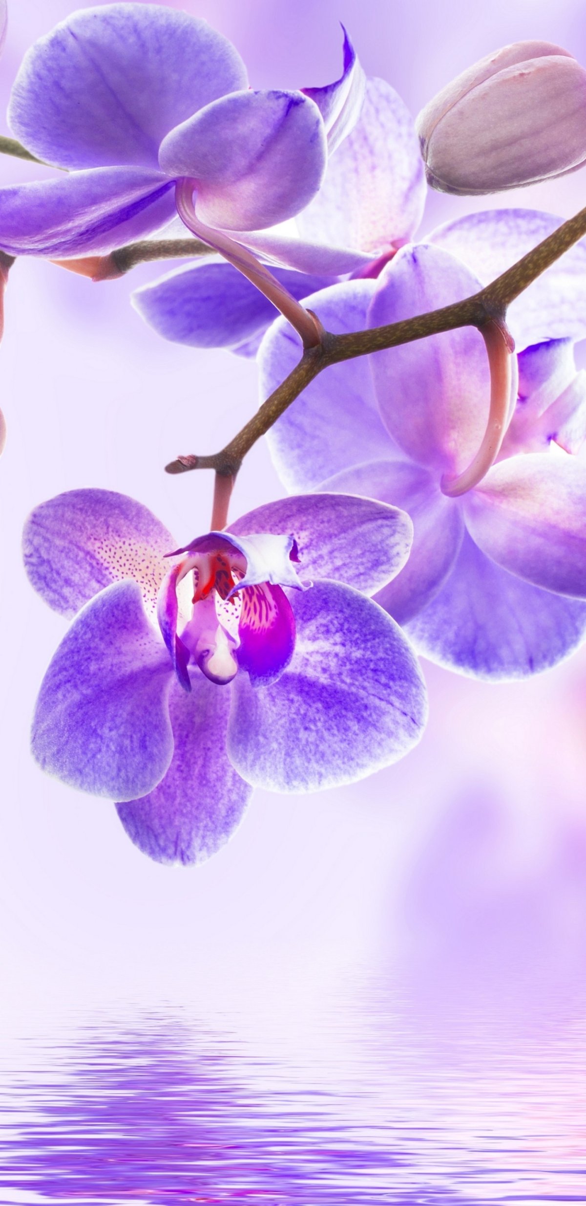 Цветочный фон