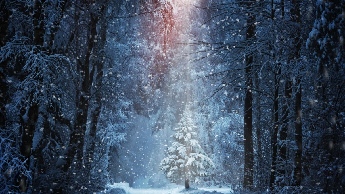 Зимний лес вертикальные