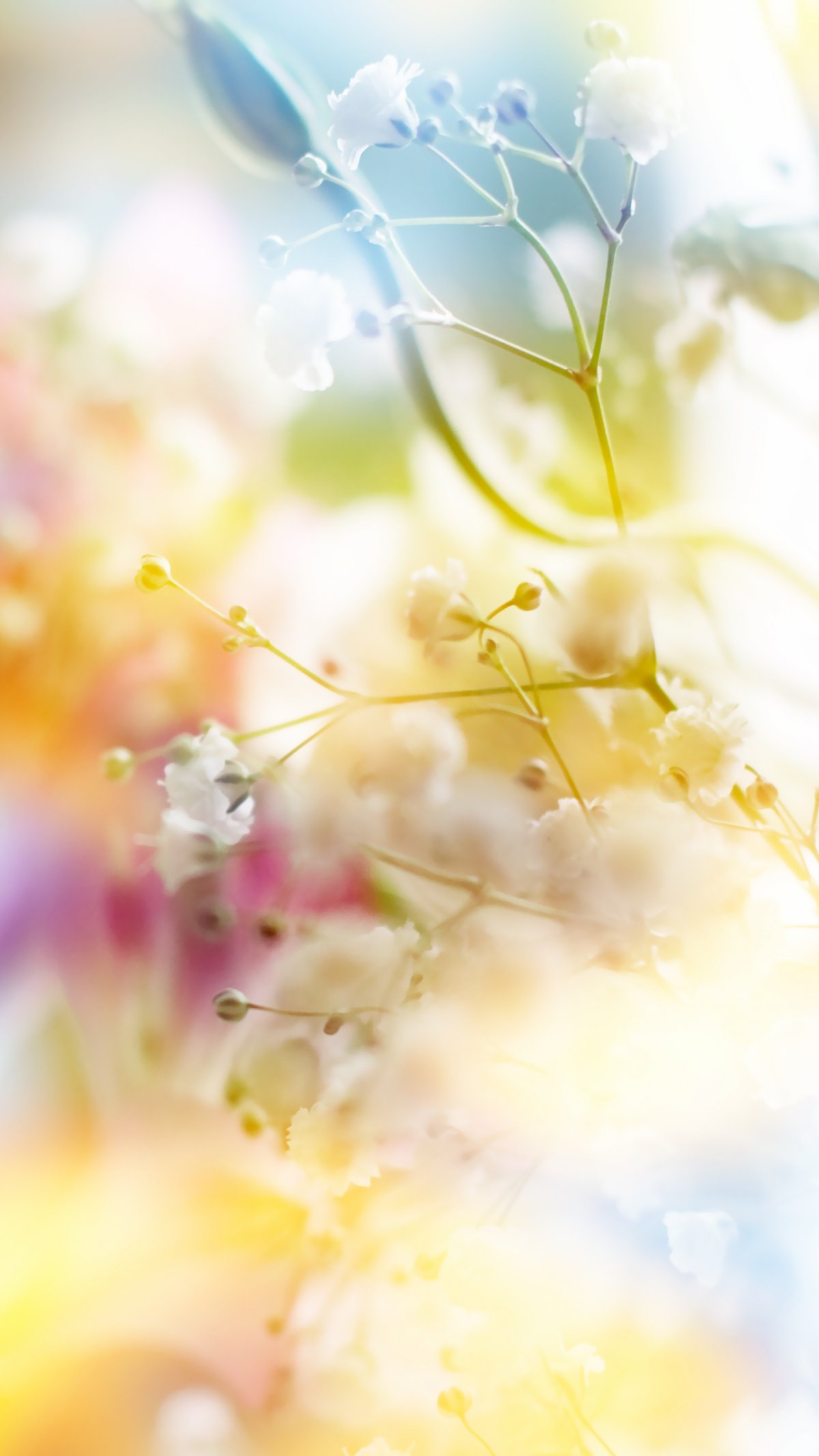 Цветы на черном фоне