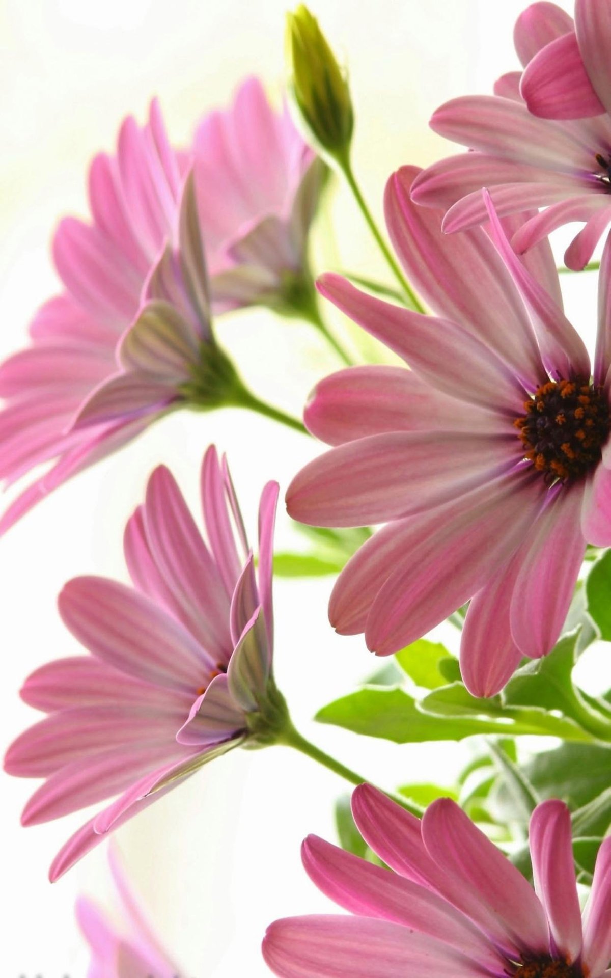 Фон с цветами вертикальный