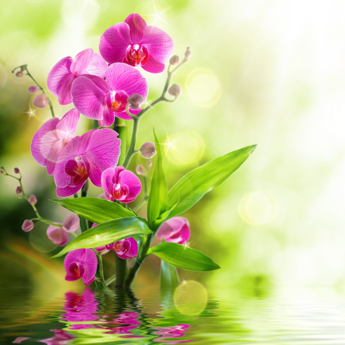 Герберы на телефон вертикальные