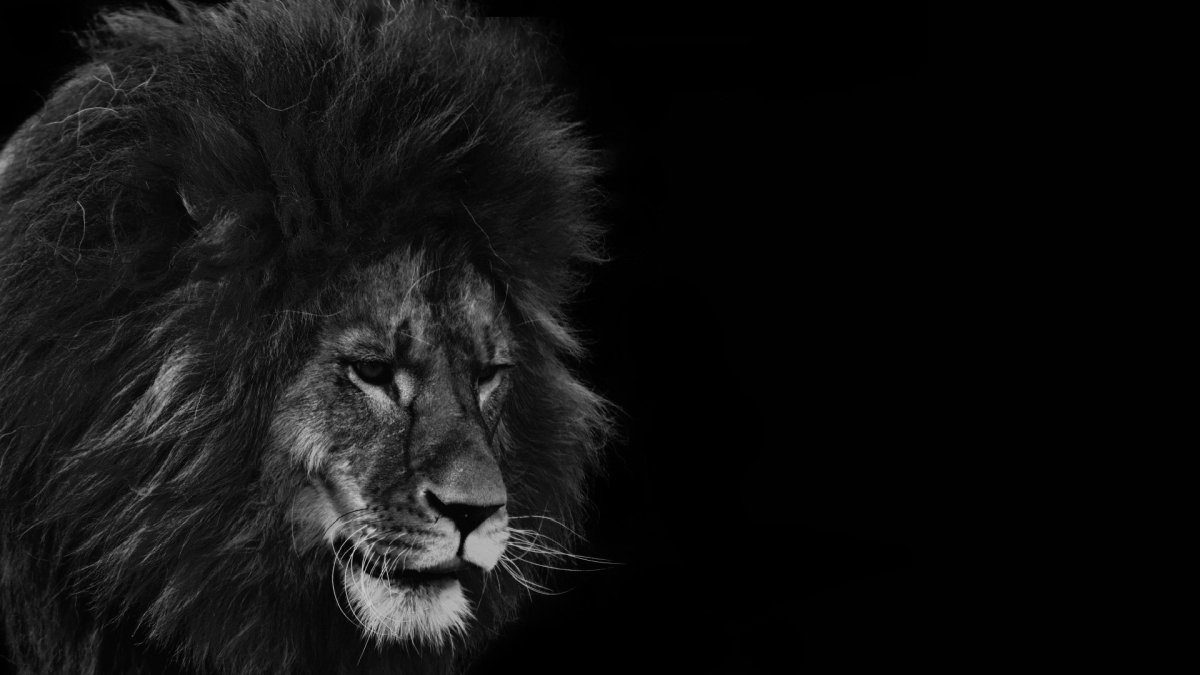 Лев на черном фоне