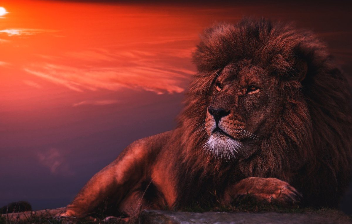 Лев на фоне заката