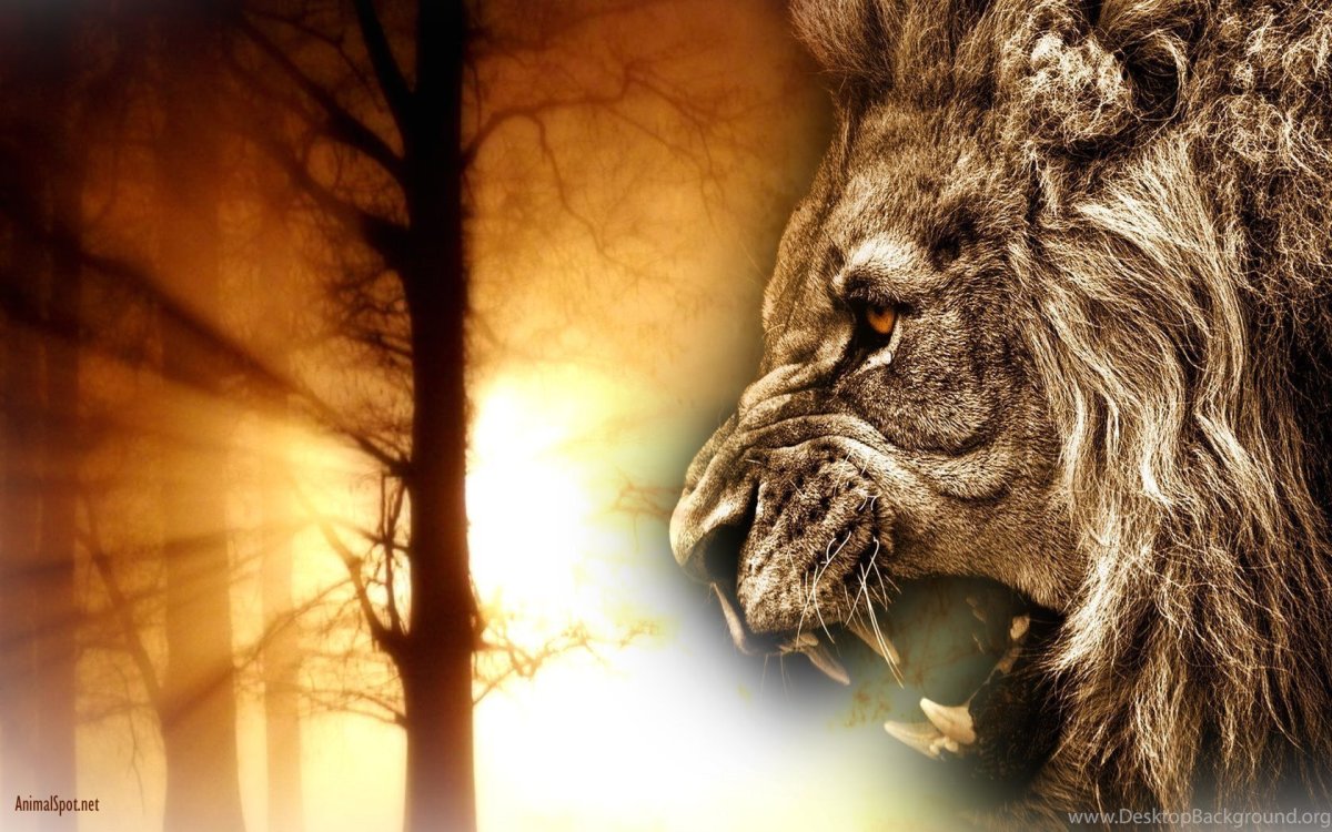 Обои на рабочий стол Лев