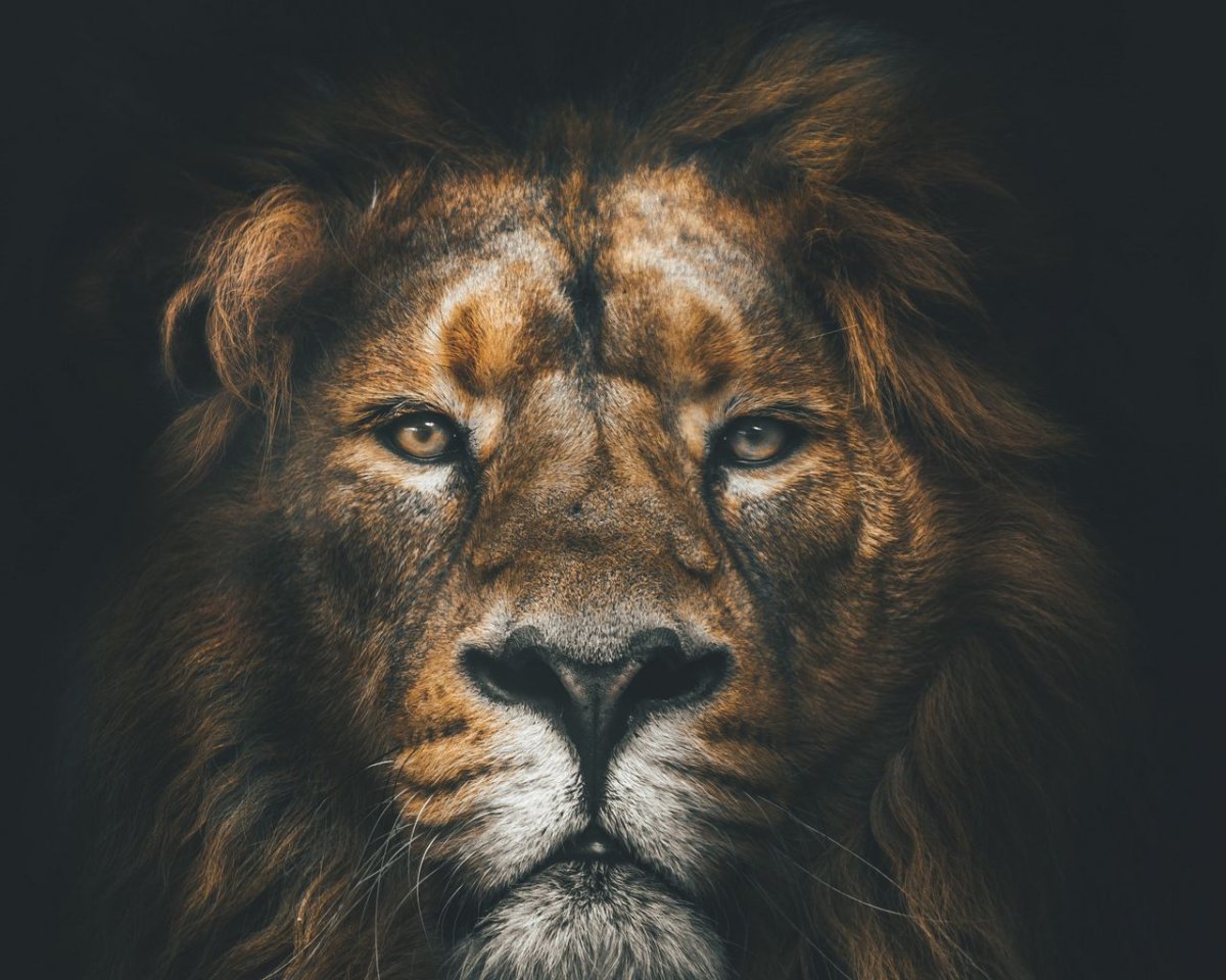 Картина Льва на чёрном воне