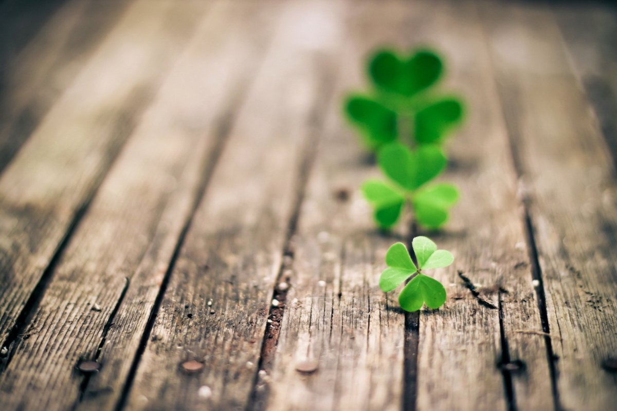 Четырёхлистный Клевер символ успеха