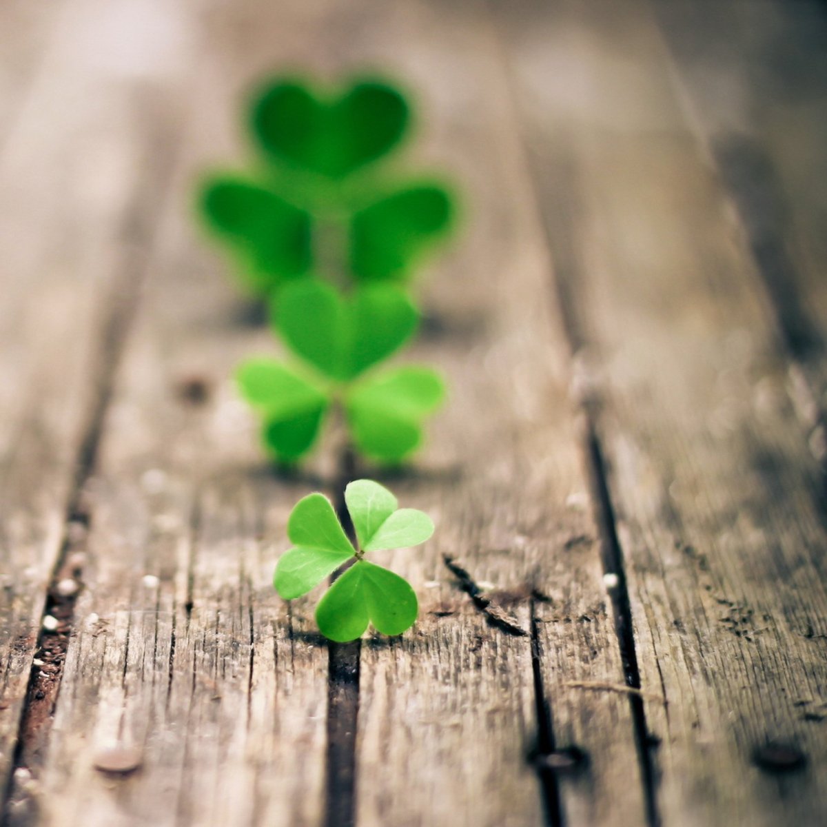 Заставка на рабочий стол Клевер