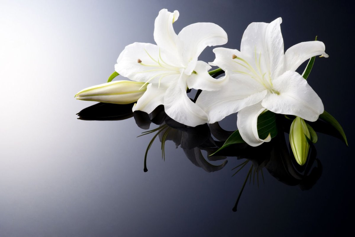 Лилия фулл Мун