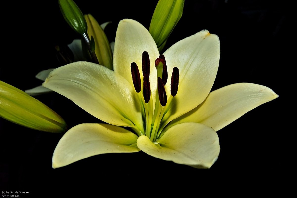 Лилии на темном фоне