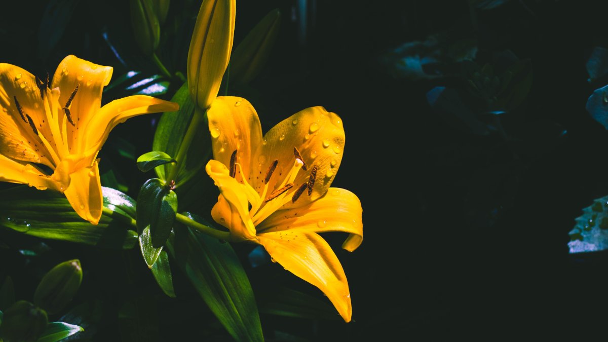 Лилия Еллоу Блейз