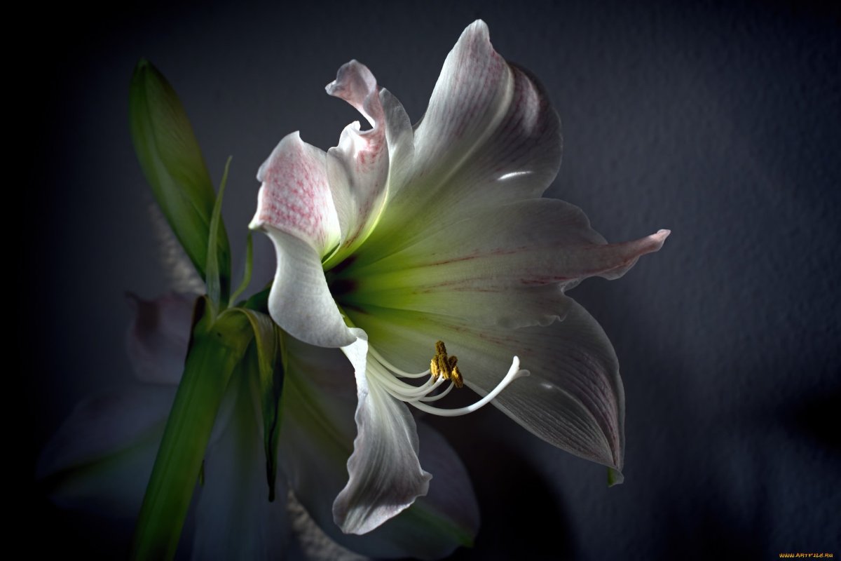 Неоновые цветы