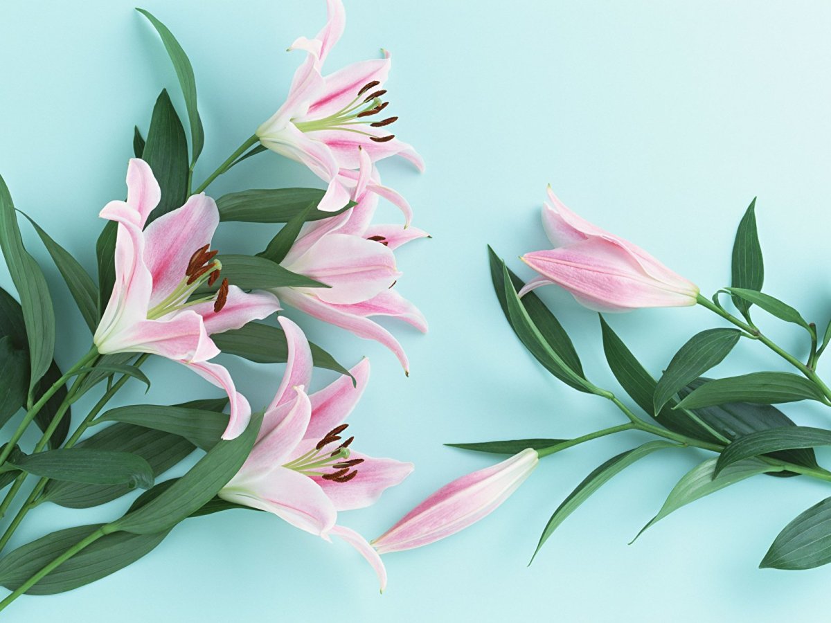 Очень красивые лилии