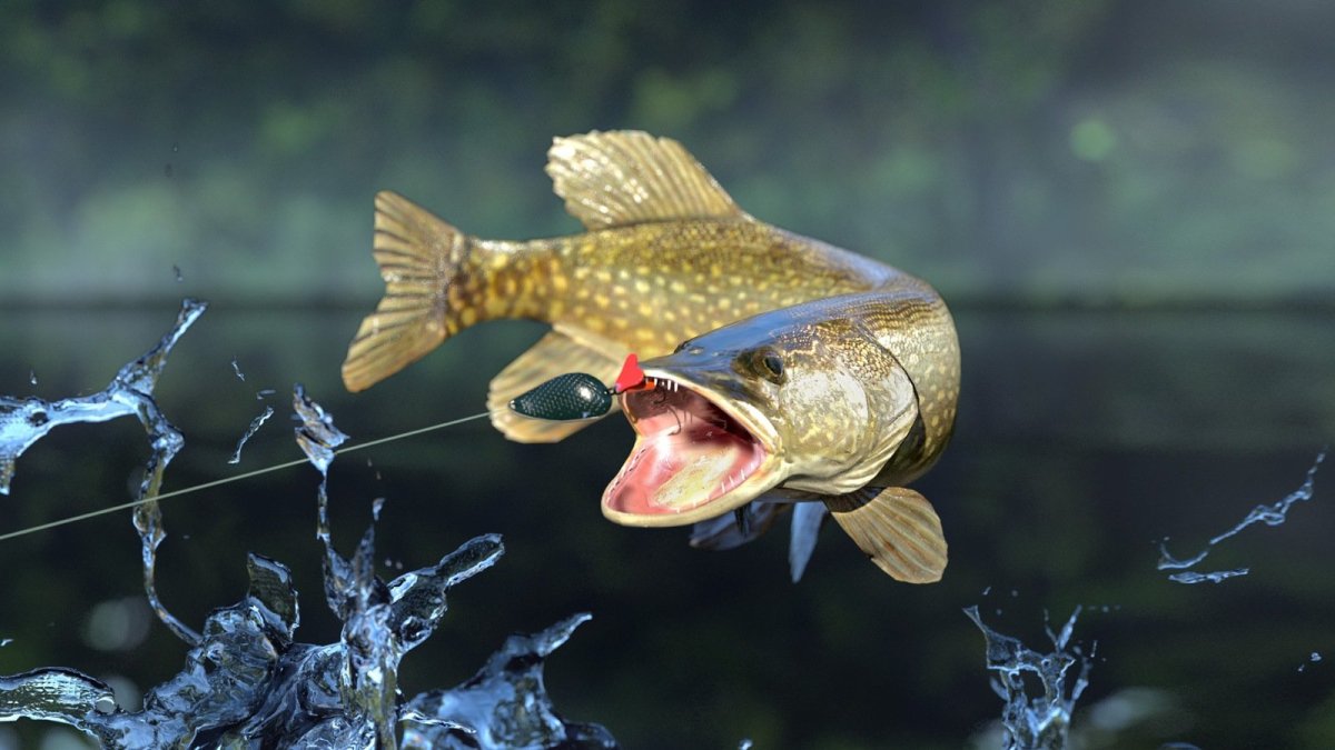 Красивая щука