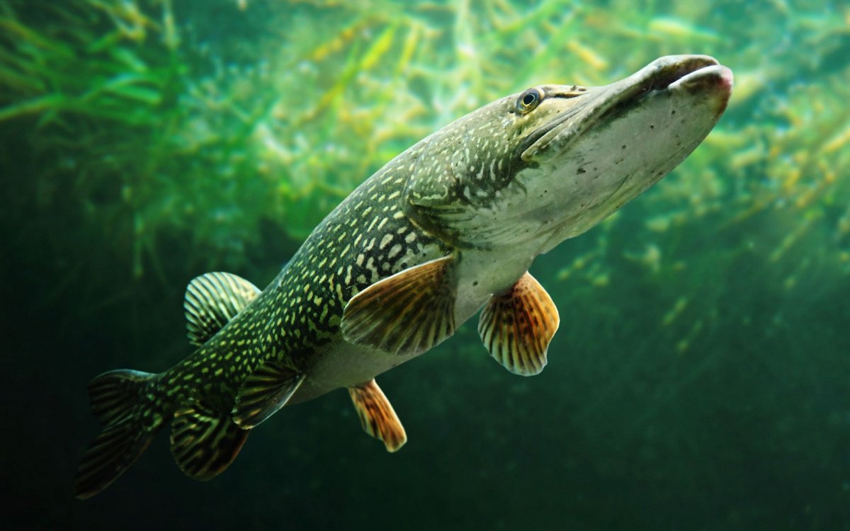 Аватарки рыбалка