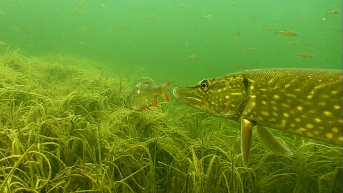 Рыбалка иллюстрация