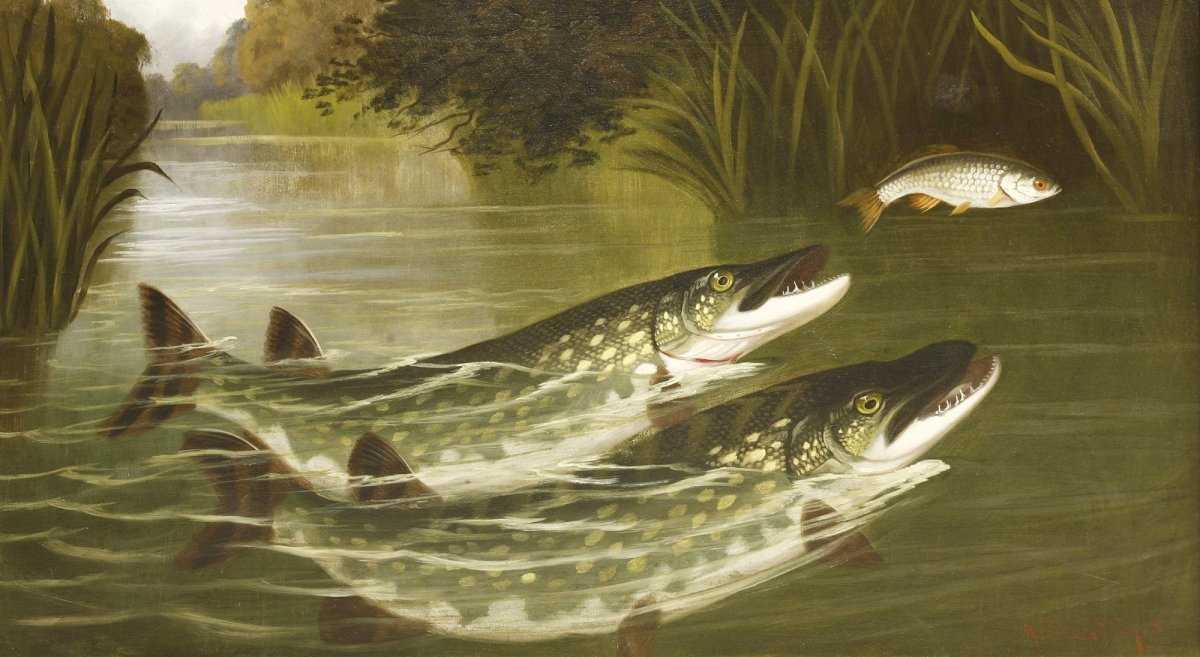 Рыбы и рыбалка