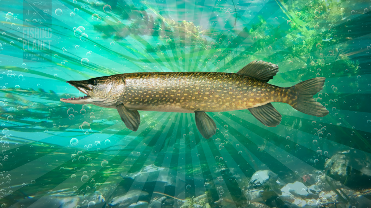 Крупная рыба на рыбалке рисунок