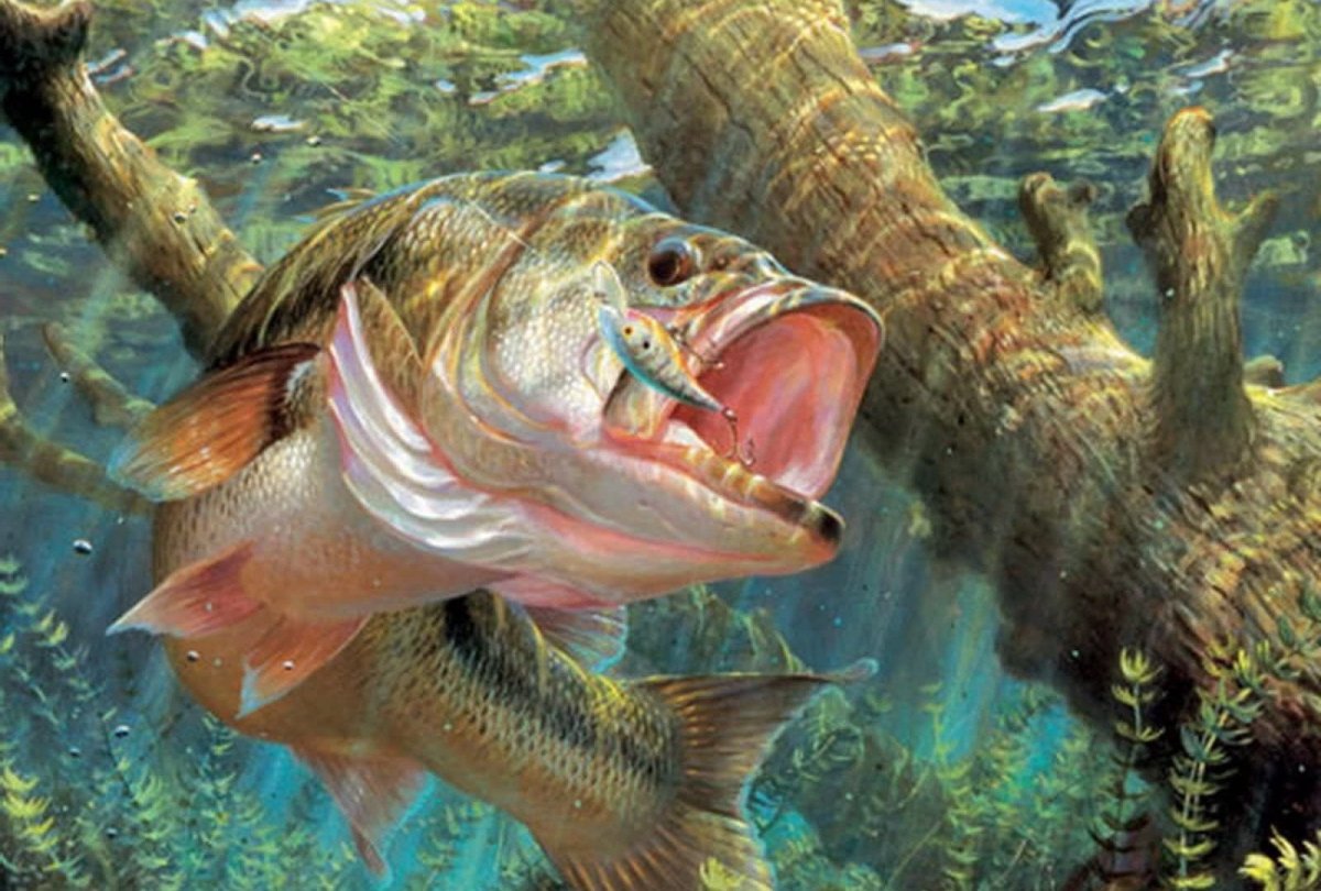 Щука атакует