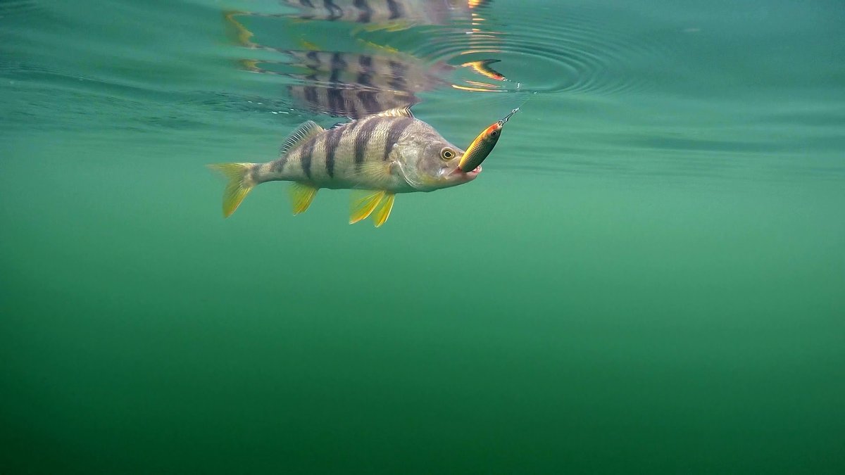 Реклама рыболовного магазина