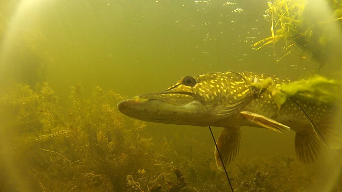 Картины ловли щуки
