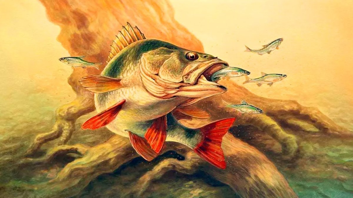 Pike Fishing вектор