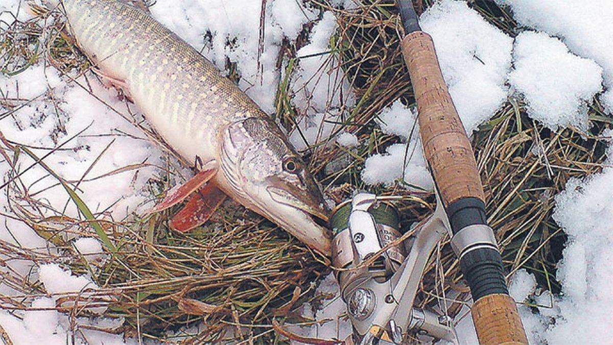 Рыба щука большая