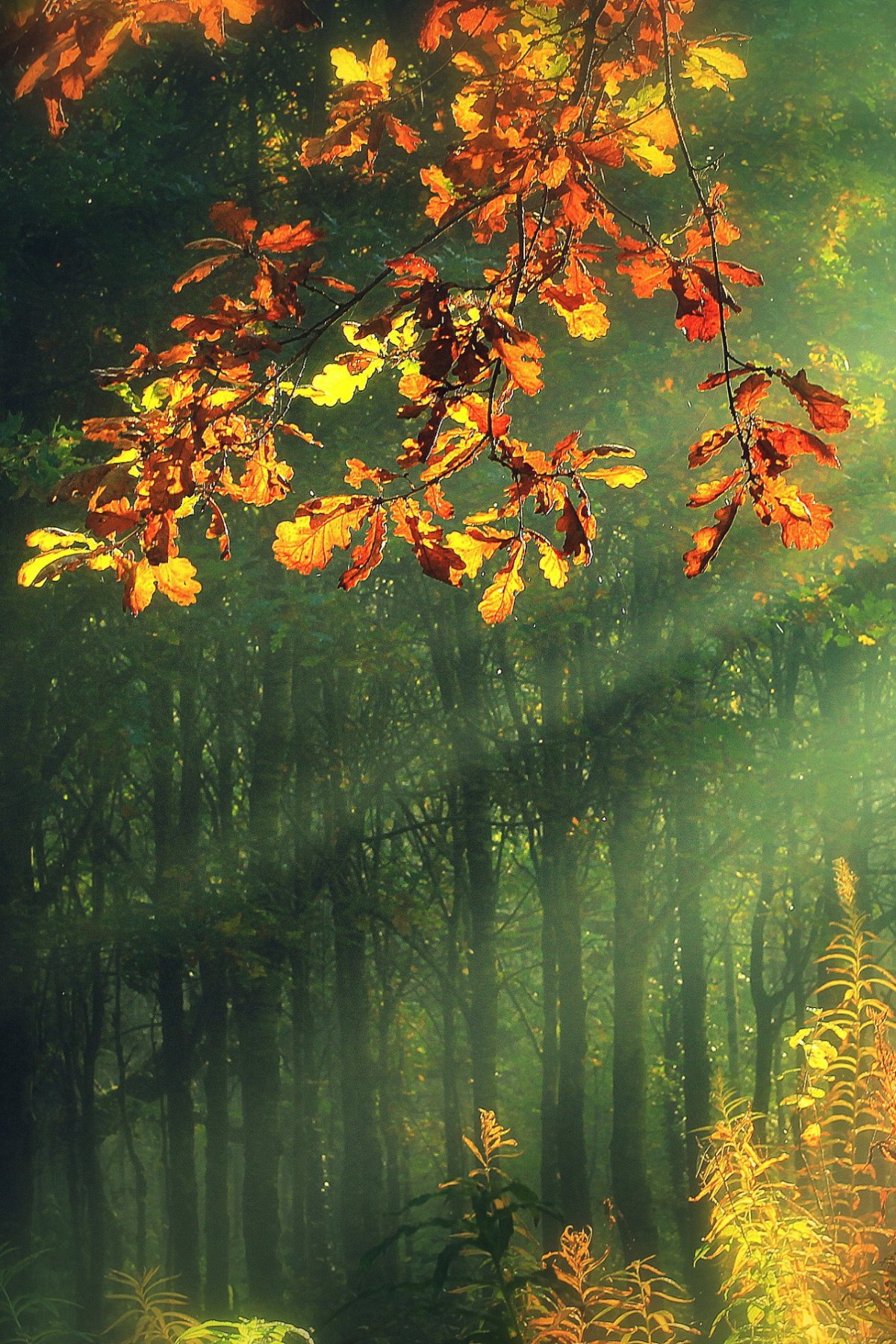 Сказочный осенний пейзаж