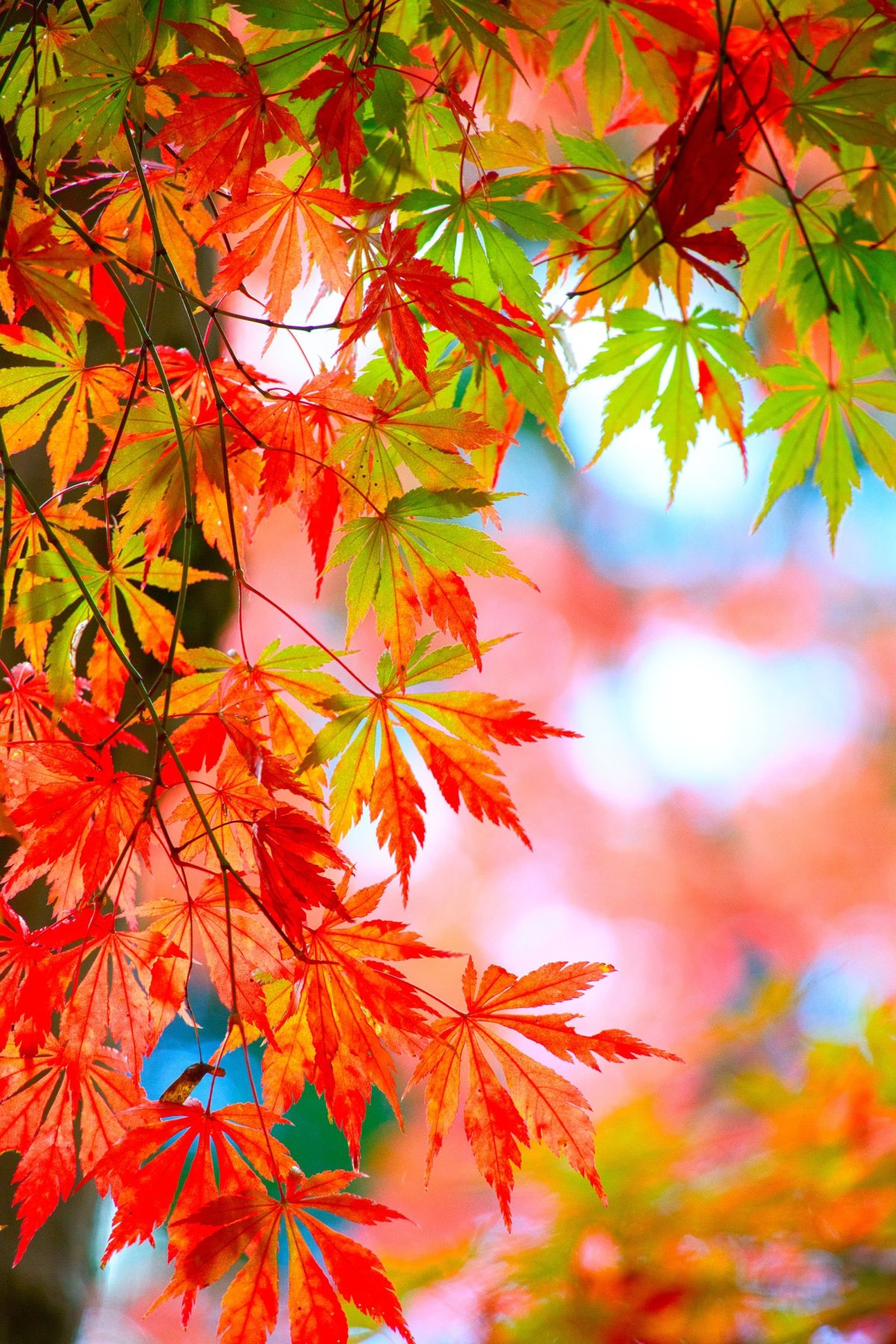 Красивая осень