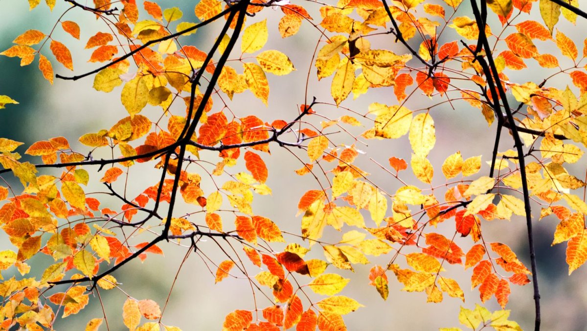 Природа осень