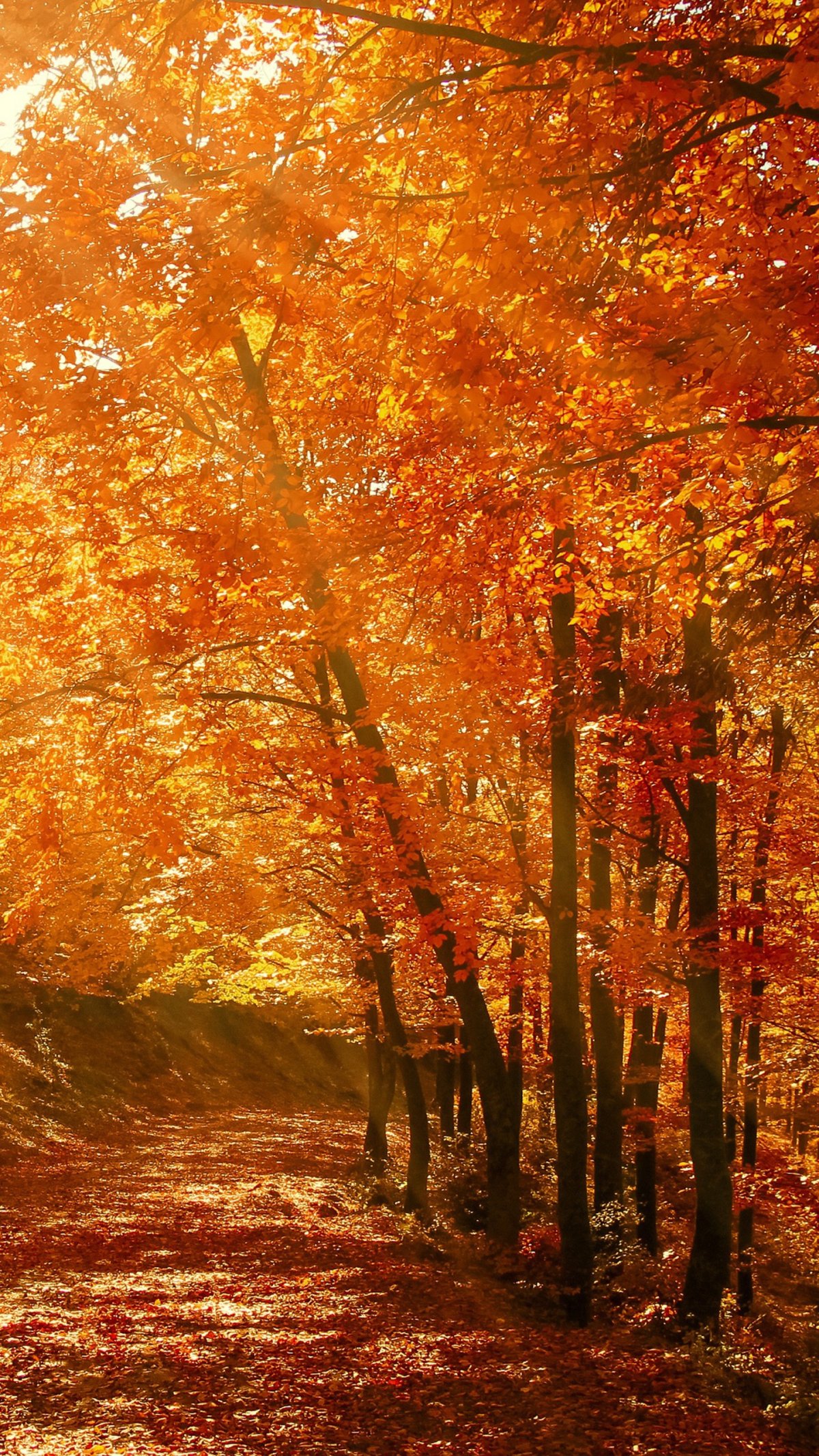 Красивая осень